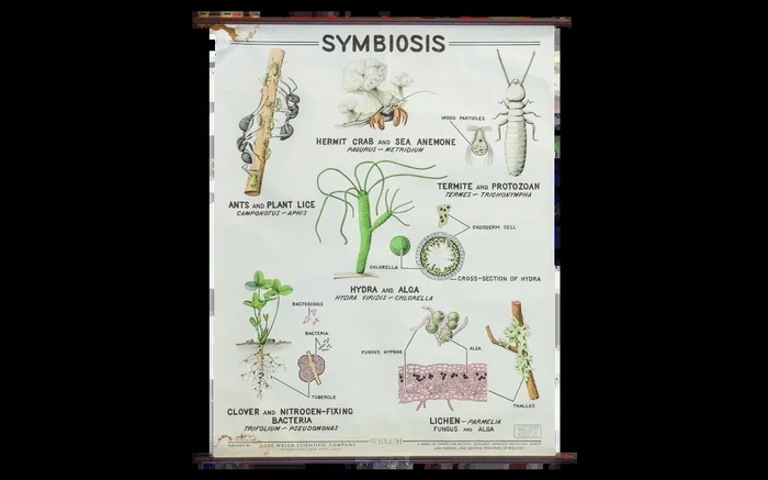 Vintage 1960s Pull Down Science Chart of Symbiosis