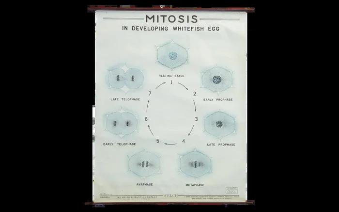Vintage Classroom Pull Down Science Chart of Mitosis