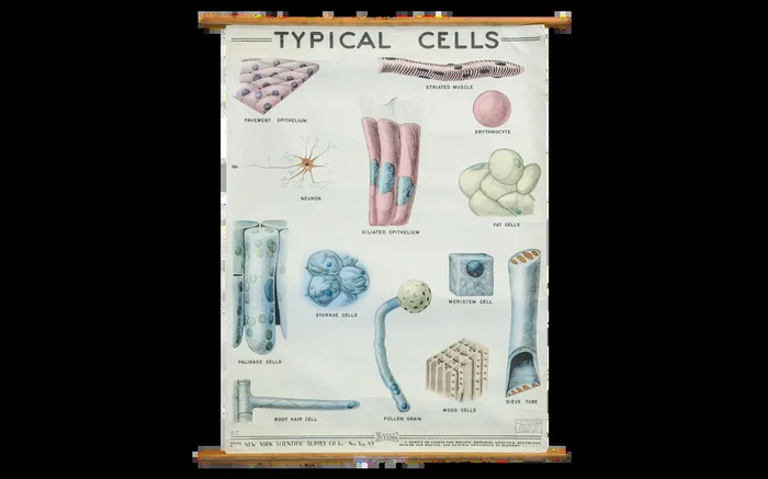 Vintage Classroom Pull Down Science Chart of Typical Cells