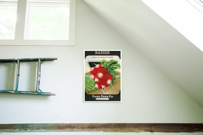 Vintage Radish Vegetable Seed Packet Birchwood Wall Art